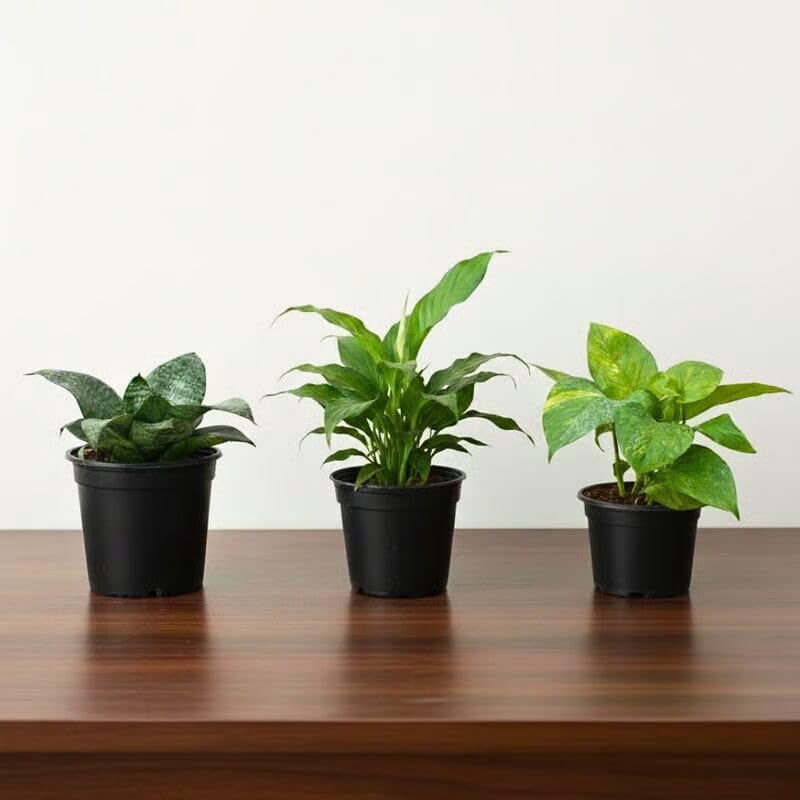 Positive Energy Pack Indoor Plants Set of 3, Snake Dwarf Green, Peace Lily, Money Plant Green in 10 cm Nursery Pot-image-21