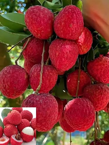 Image of All Time Tezpur Litchi Plant Tropical Rare Exotic Dwarf Air Layered Lychee Tree (height 1-2 Feet) Litchi Plant Hybrid All Seasons Live Fruit Plant For Home Garden