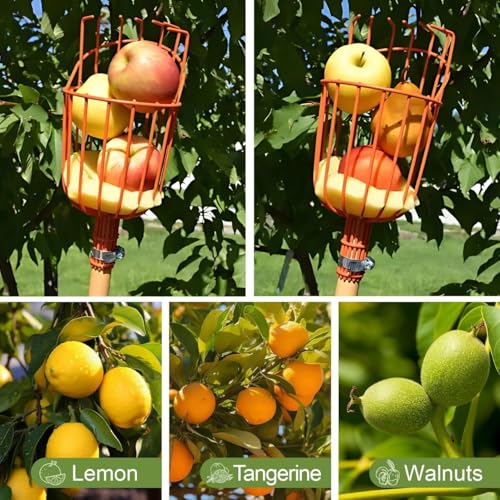 Image of ecofynd Fruit Picker Tool with Adjustable Pole Fixing Clamp, Metal Frame Basket for Mango, Apple, Lemon & Orange, Lightweight Fruit Harvester for Safe Fruit Picking from Trees, Garden & Farm (Orange)