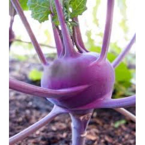Knol Knol Purple, Gaanth Gobi - Hybrid (Pack of 100 Seeds) (B07F87KYBN) Amazon Price History, Amazon Price Tracker