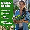HOME GROWN 𝗨𝗦𝗔 𝗣𝗥𝗘𝗠𝗜𝗨𝗠 Bloomsdale Spinach Seeds Pack – 353 Heirloom 𝗡𝗢𝗡-𝗚𝗠𝗢 Seeds – High Germination Spinach for Indoor, Outdoor, Hydroponic Planting & Home Gardens (Spinacia oleracea) #2