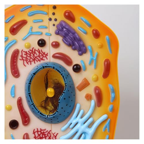 Cellule animale AMITD modèle anatomique 12 parties pour enseignement STEM sciences