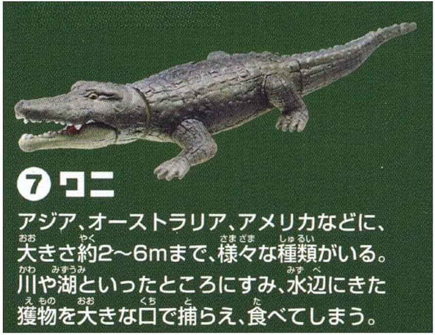 Amazon | アーツ 自然科学シリーズ ARTSROID 動物の世界 ANIMAL WORLD