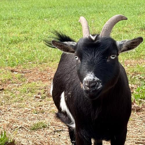 Goats - Blog - Days of our Lives