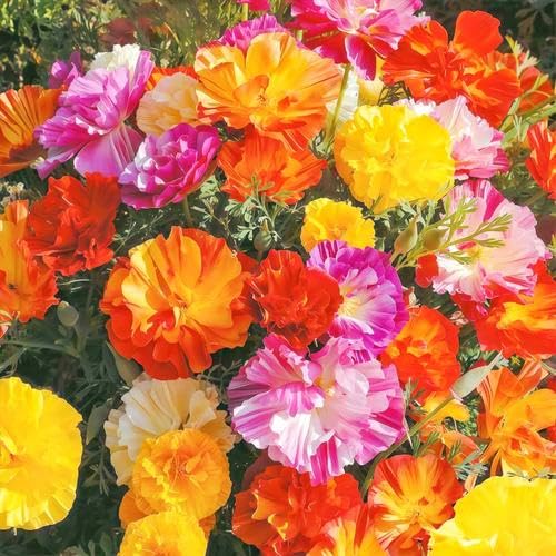 Heirloom California Poppy Seeds 4000pcs- Non-GMO Adaptable Flowers Showy Cut Flower & Self-Seeding Perfect for Home Garden