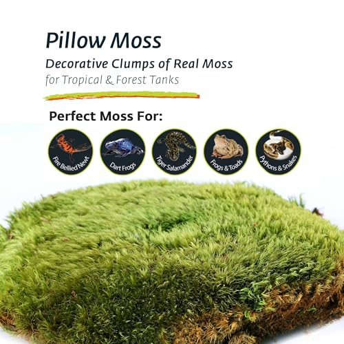 Galapagos (05251 Royal Pillow Moss High Absorbency Terrarium Decor Ideal for Amphibians & Reptiles, 150 Cubic Inc (Approx. 4 oz), Green - Thumbnail 2