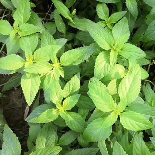 semillas de menta - jardín interior semillas de hierbas semillas de menta semillas de plantas semillas de hortalizas de invierno semillas organicas Plantas resistentes para el jardín 100pcs