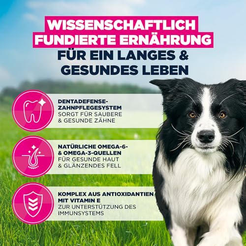 Eukanuba Hundefutter Trocken mit frischem Huhn für mittelgroße Rassen, Premium Trockenfutter für ausgewachsene Hunde, 3 kg