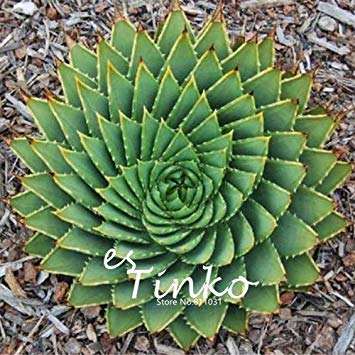 Vistaric 5pcs Aloe Polyphylla Graines Aloe Plantes Succulentes Bonsai Graines DIY Maison Jardin Livraison Gratuite Cover