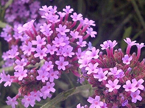 Miniatura 8 de 150 semillas de flor de bonariensis patagónica púrpura brasileña Verbena de Buenos Aires