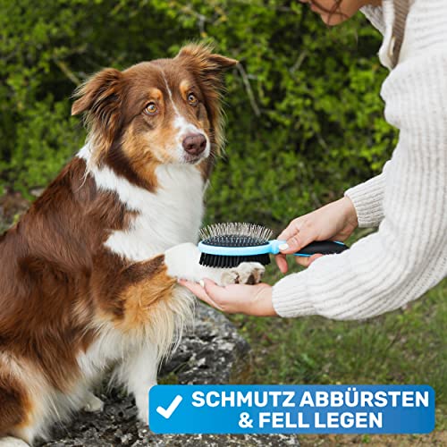 BluePet 2in1 Hundebürste für Langhaar & Kurzhaar Auch für Welpen & Katzen I Glätten, Entwirren, Ausbürsten I Das Allround-Talent Borstenbürste (Blau, M-L)