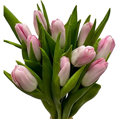 next day delivery 20 yellow tulips fresh cut flowers wheat field bouquet gifts for home decoration birthdays friendship and love pink
