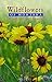 Wildflowers of Montana