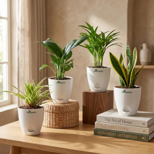 Image of Spider Plant, Peace Lily, Areca Palm & Snake Plant Live Indoor 4-Plant Combo in 4-Inch Self-Watering Matte White Pots | Air-Purifying Oxygen Plants for Bedroom, Living Room & Office Decor