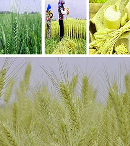 Miniatura 2 de Tooget Ramo De Tallos De Gavillas De Trigo Secas, 200 Tallos, Espigas Naturales De Trigo, Flores, Racimo De Hierba Seca, Arreglos De Bricolaje Para El Hogar, Boda, Tienda, Decoración