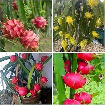 Image of Dragon Fruit Tree Plant Combo Pack of 3, Medium Size, Live Hybrid Dragon Fruit Plants for Home Garden, Terrace & Outdoor Gardening