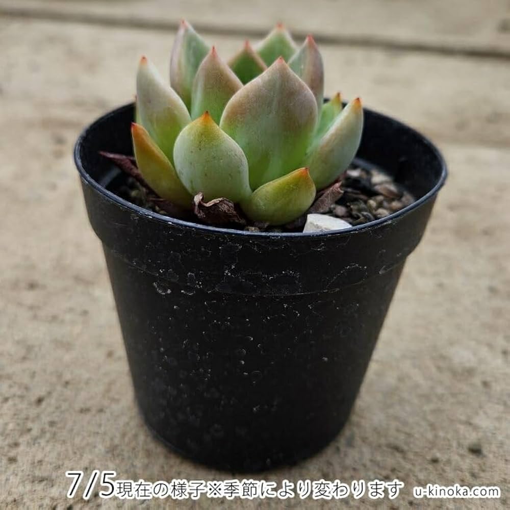 CHANEL様御専用★多肉植物　寄せ植え〜スター寄せ Amazon｜シャネル 7.5cmポット 多肉植物 ギフト エケベリア