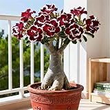 Perenne resistente al frío. Rosa del Desierto Brillante/Única y especial/Fácil de cultivar en casa durante el invierno/Regalo de inauguración-1 pcs-C