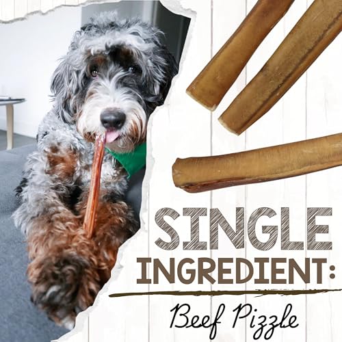 Image of Nature Gnaws Extra Large Bully Sticks for Dogs 11-12 inch (3 Count) - Thick Long Lasting for Aggressive Chewers and Heavy Chewers - Natural Beef Dog Chew Bones
