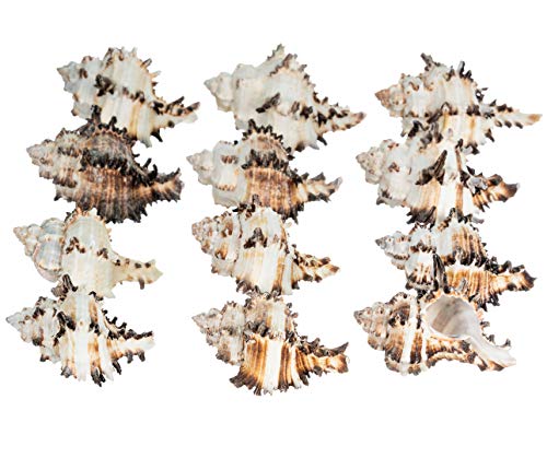 Hermit Crab Shells | Turbo Shells | 12 Black Endiva Murex Turbo Shells 2"- 3" | Hermit Crab House for DÃ©cor | Plus Free Nautical eBook by Joseph Rains