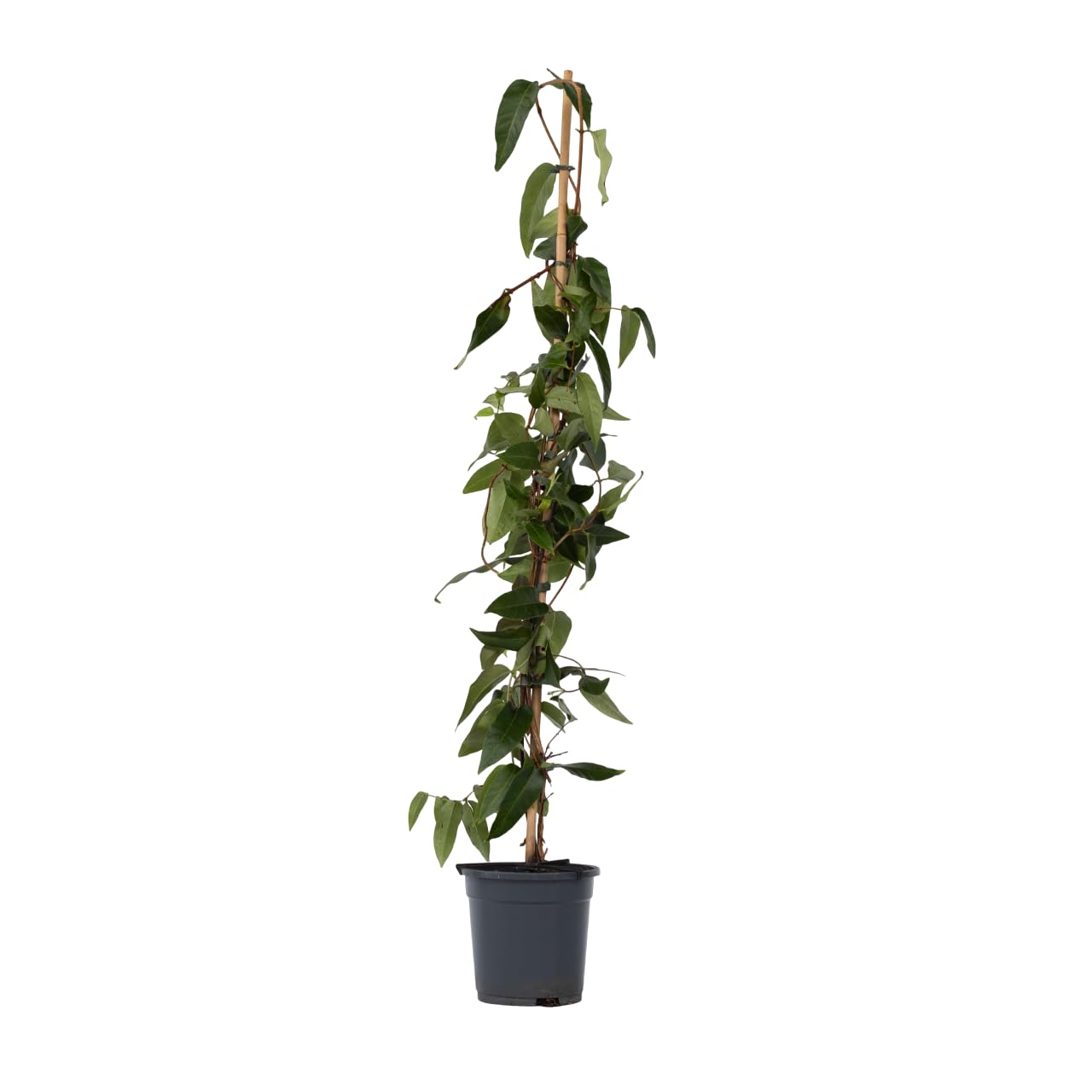 Plant in a Box - Lonicera henryi 'Beauté du cuivre' - Chèvrefeuille de Henry - Plante de jardin - Plante grimpante - Jaune - ⌀17cm - Hauteur 110-120cm