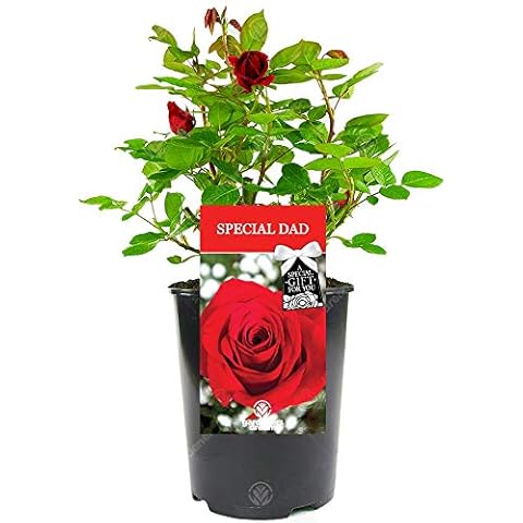 Special Dad Rose - Unique Living Plant Gift Cover