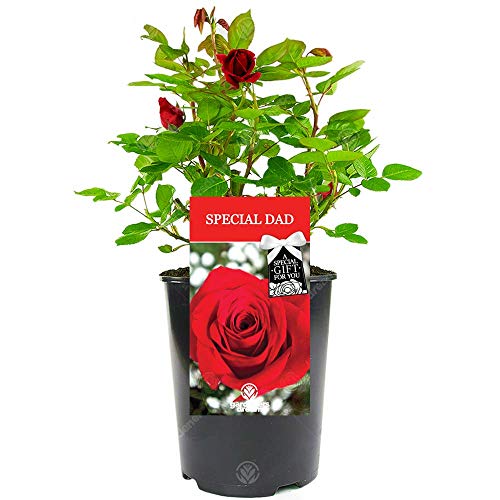 Special Dad Rose - Father's Day Occasion, Say Thank You and Celebrate with a Unique Living Plant Gift
