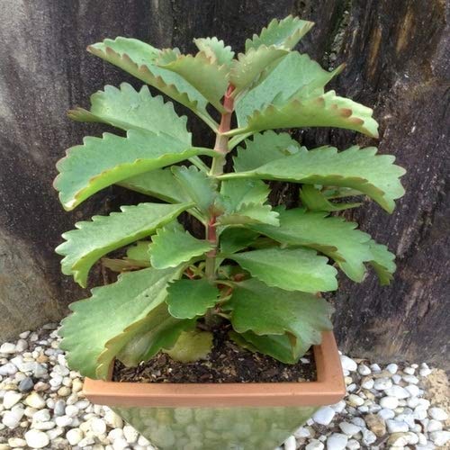 Trendygreens Live Ranapala Plant / Kidney Stone Live Plant / Air Plant / Kalanchoe pinnata Plant / Patharchatta Plant - For Garden (Healthy Live 1 Plant) (B0BG39KQ25) Amazon Price History, Amazon Price Tracker