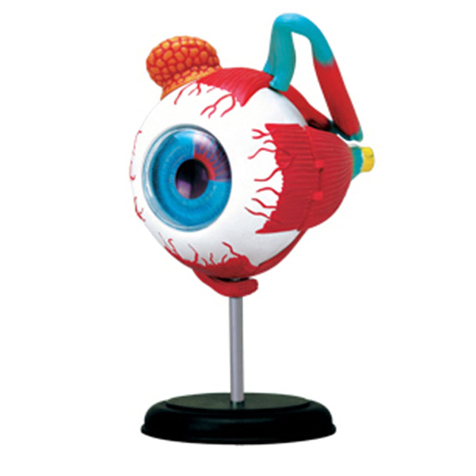 Anatomy Models, Eyeball Anatomical Model - Medical Education-Disassembly and Assembly of 32 Parts for Teaching