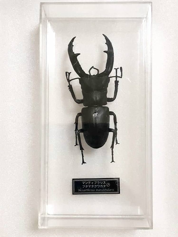 未開封品　デアゴスティーニ　世界の昆虫　26冊まとめセット　カブトムシ　クワガタ 送料無料！ディアゴスティーニ 世界の昆虫 フィギュアセット 11