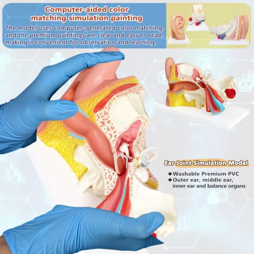 Image of 3 Times Human Ear Anatomy Model with Base, 3 Part Removable Structure with Detailed Labels for Science Classroom,Teaching Demonstration,Human Anatomy Study