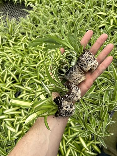 Generic Spider Plant Variety Pack ~ 4 Starter Plants Ocean, Hawaiin, Green, Bonnie Curly ~ Perfect for Home Garden and Office, Purple