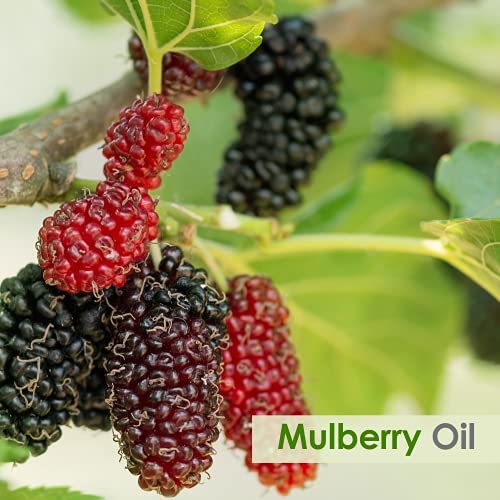Salvia Mulberry Oil Pure Natural And Cold Pressed Mulberry Oil | For Diffusers, Soap Making, Candles, Lotion, Home Scents, Bath Bombs, Diy Homemade Products - Grade - 30 Ml #TOP1