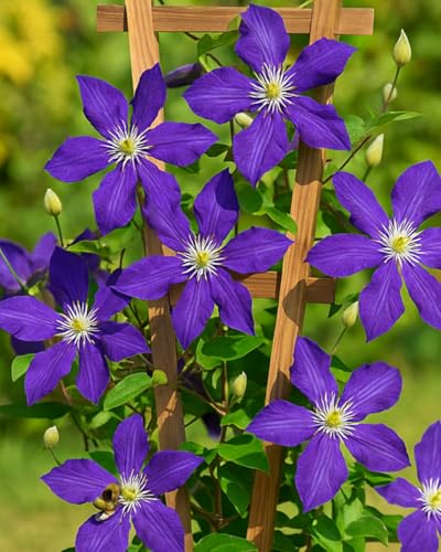 Perennial Farm Clematis 'Jackmanii' Hybrid – Live...