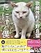 歌舞伎町の野良猫「たにゃ」と僕