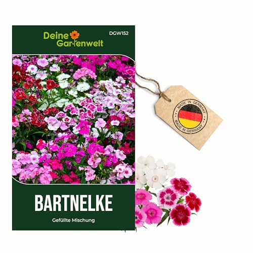 Bartnelke Gefüllte Mischung Samen - Dianthus barbatus - Nelkensamen - Blumensamen - Saatgut für 200 Pflanzen