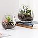 Set of 2 Decorative Modern Round Clear Glass Display Vases / Bowl Candleholders / Air Plant Terrarium Cups