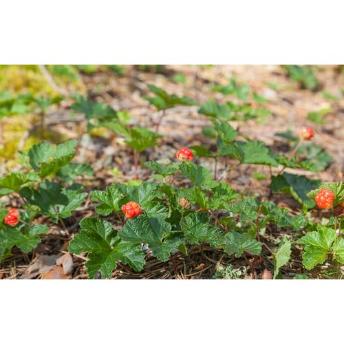 Cloudberries Seeds, Moisture-Loving perennials, Damp Soil Gardens, Water Garden Companion Plants 80pcs