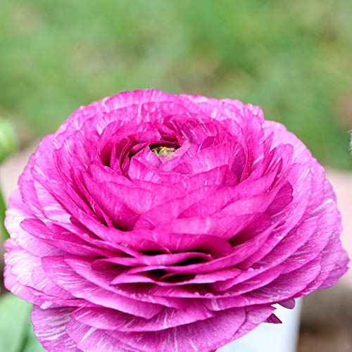 image for Easy to Grow Ranunculus Tecolote 'Purple' Plant Bulbs (10) - Bright Pu