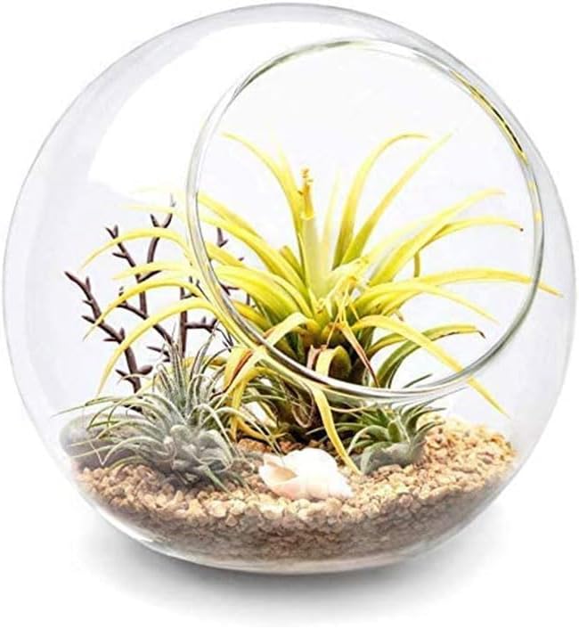 Plant Terrarium Display Glass Tabletop Succulent Air Plant Planter Globe Microlandschaft House, M
