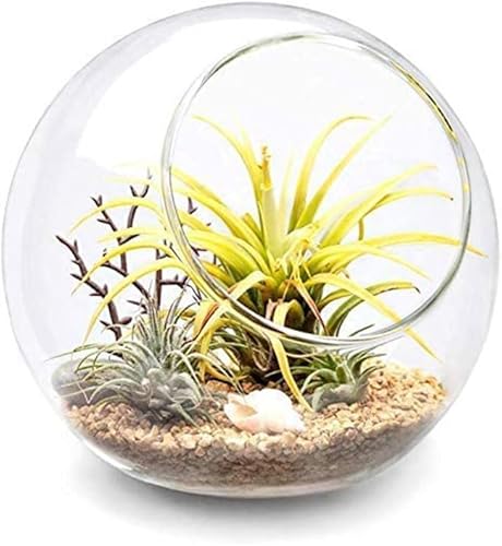 Mkono Globo de vidrio para terrario para plantas m Transparente
