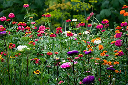 Zinnia Seeds For Planting Outdoors, Over 480 Seeds Giving You The Zinnia Flowers You Need, Zinnia Elegans, 4.2 Grams, Non-Gmo #TOP4