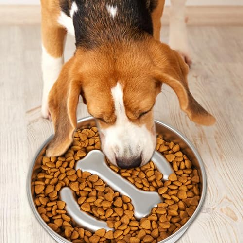 Gamelle pour chien anti-étouffement en inox surélevée grand chien