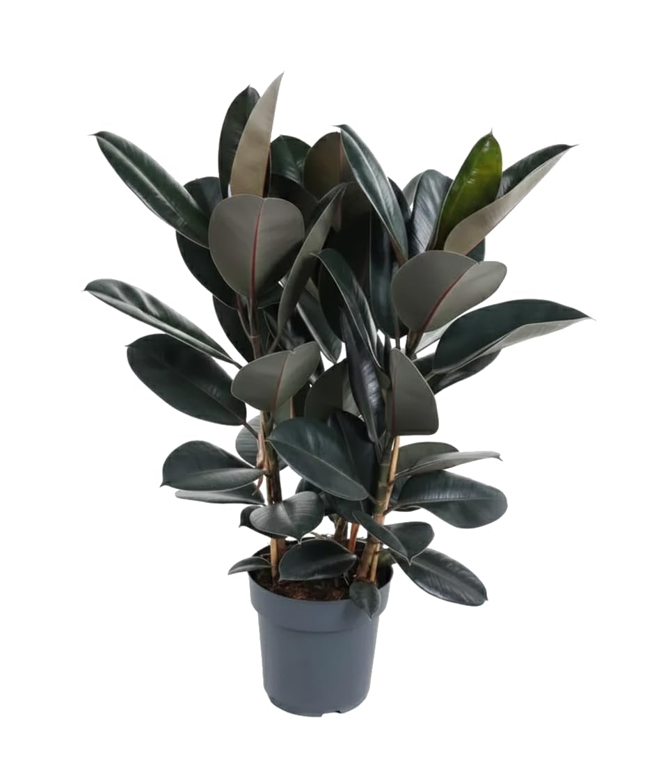 DECOALIVE Planta del Caucho Ficus Elastica Abidjan con Maceta 17 cm y Altura 55 cm Planta Ornamental de Interior