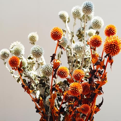 Flores Secas Echinops para Decoración 15 Unidades miniatura 5