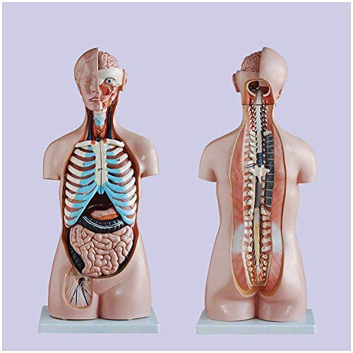 Amazon.co.jp: 教育模型玩具85 Cm体幹模型無性20点人体解剖体幹半身帯
