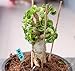 Produktbild Bio-Saatgut Nicht nur Pflanzen: Dorset Horn Adenium DHA selten 100 Seeds arabicum Saranya (Spezi Selection) mit der Faehre