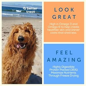 A higher | salmon dry canine meals | uncooked you can see | excessive protein kibble + freeze dried uncooked canine meals   cucciolini doodles