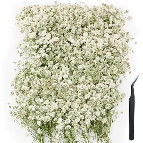 100Pcs Mini Dried Pressed White Babys Breath Flowers Bulk - Real Natural Flat Gypsophila for Resin Craft Scrapbooking Wedding Invitations | Natural Color Variation Note