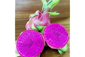 Dragon Fruit: A Tropical Delight in Pink